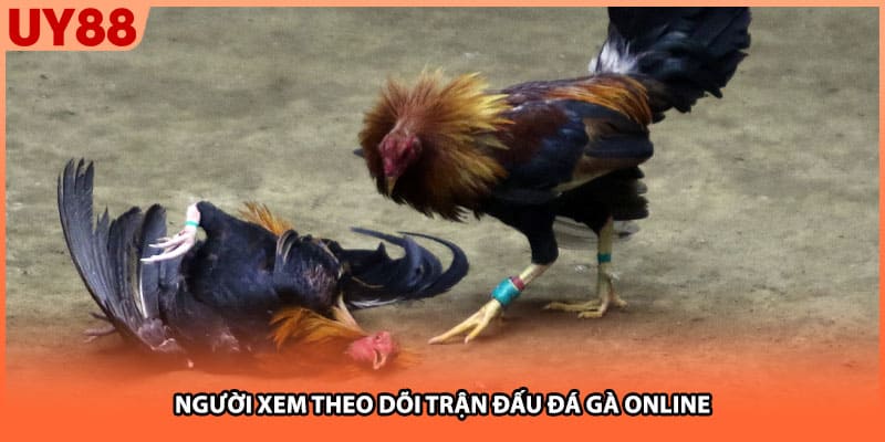 Người xem theo dõi trận đấu đá gà online
